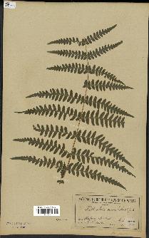 spécimen de Histiopteris incisa