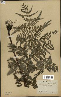 spécimen de Histiopteris incisa