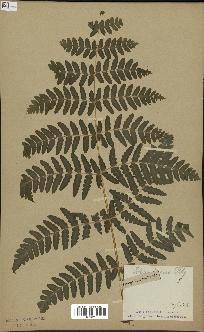 spécimen de Histiopteris incisa