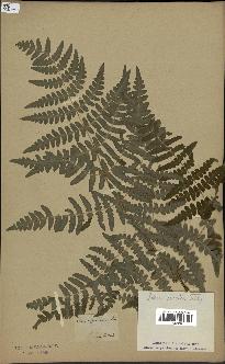 spécimen de Histiopteris incisa