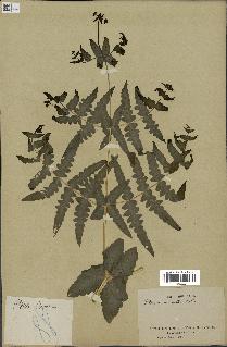 spécimen de Histiopteris incisa