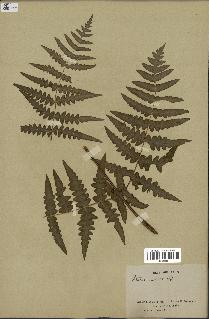 spécimen de Histiopteris incisa