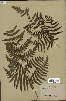spécimen de Histiopteris incisa