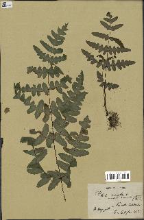 spécimen de Histiopteris incisa