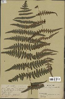 spécimen de Histiopteris incisa