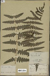 spécimen de Histiopteris incisa