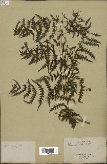 spécimen de Histiopteris incisa
