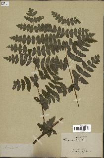spécimen de Histiopteris incisa