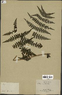 spécimen de Histiopteris incisa