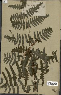 spécimen de Histiopteris incisa