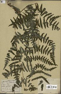 spécimen de Histiopteris incisa