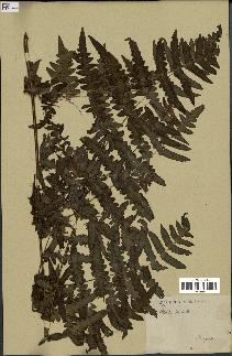 spécimen de Histiopteris incisa