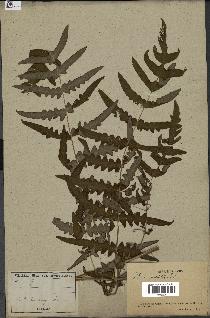 spécimen de Histiopteris incisa