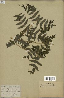 spécimen de Histiopteris incisa