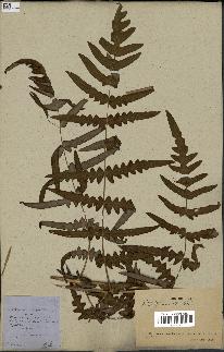 spécimen de Histiopteris incisa