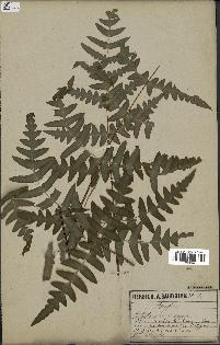 spécimen de Histiopteris incisa