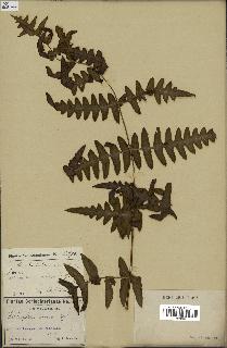 spécimen de Histiopteris incisa
