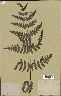 spécimen de Histiopteris incisa
