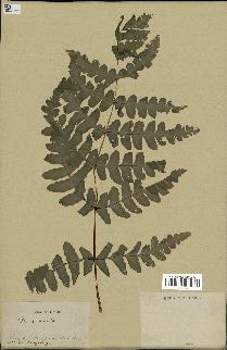 spécimen de Histiopteris incisa