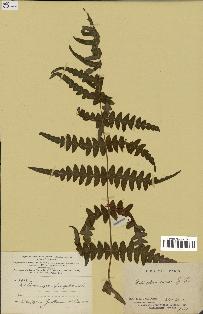 spécimen de Histiopteris incisa
