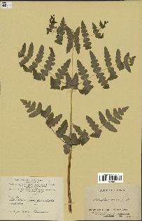 spécimen de Histiopteris incisa