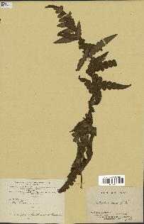 spécimen de Histiopteris incisa