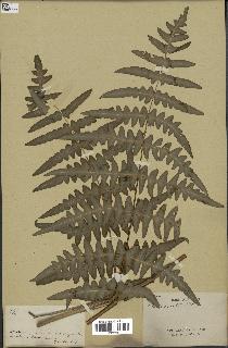spécimen de Histiopteris incisa