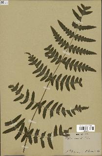 spécimen de Histiopteris incisa