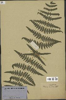 spécimen de Histiopteris incisa