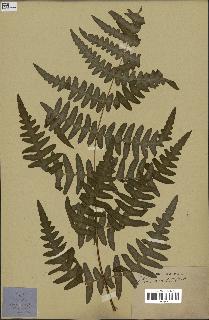 spécimen de Histiopteris incisa