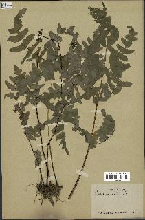 spécimen de Histiopteris incisa