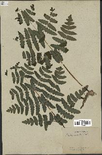 spécimen de Histiopteris incisa