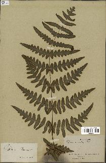spécimen de Histiopteris incisa
