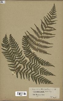 spécimen de Histiopteris incisa