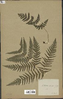 spécimen de Histiopteris incisa