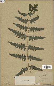 spécimen de Histiopteris incisa