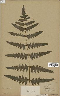 spécimen de Histiopteris incisa