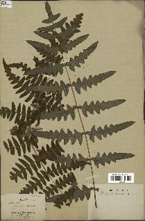 spécimen de Histiopteris incisa