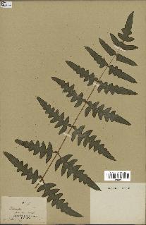 spécimen de Histiopteris incisa