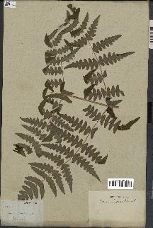 spécimen de Histiopteris incisa
