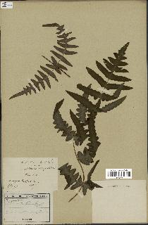 spécimen de Histiopteris incisa