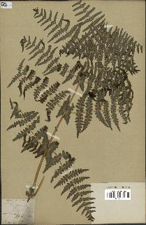spécimen de Histiopteris incisa