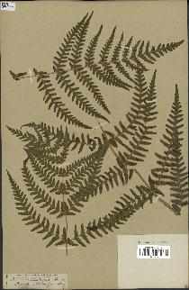 spécimen de Histiopteris incisa