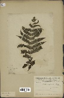 spécimen de Histiopteris incisa