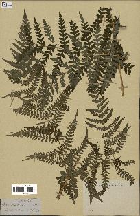spécimen de Histiopteris incisa