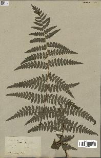 spécimen de Histiopteris incisa