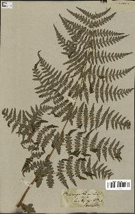 spécimen de Histiopteris incisa