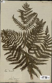 spécimen de Histiopteris incisa