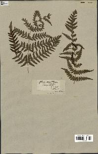 spécimen de Histiopteris incisa