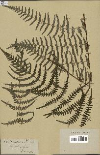 spécimen de Histiopteris incisa